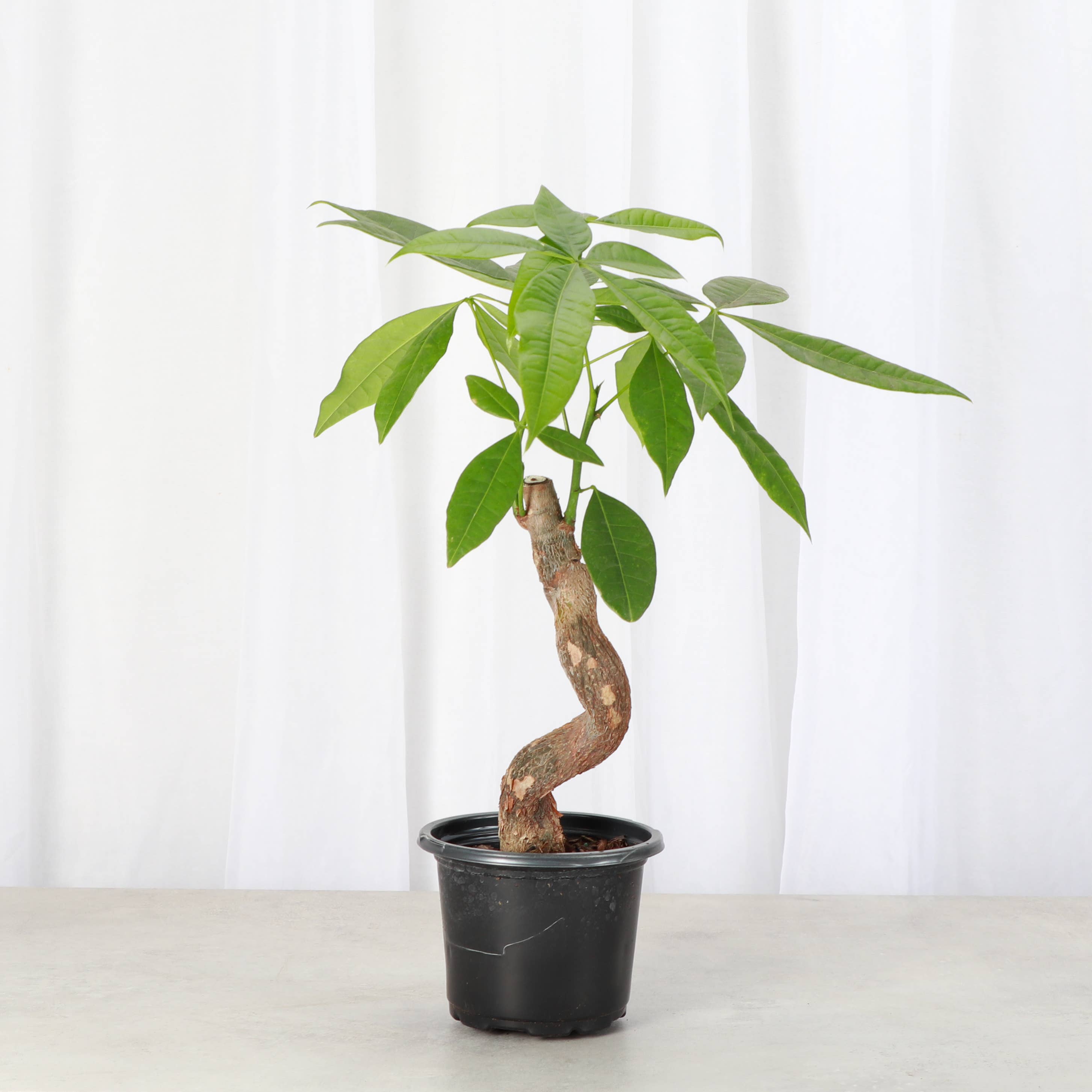 Braided Money Tree - Live Tropical Plant | PET-TOPIA