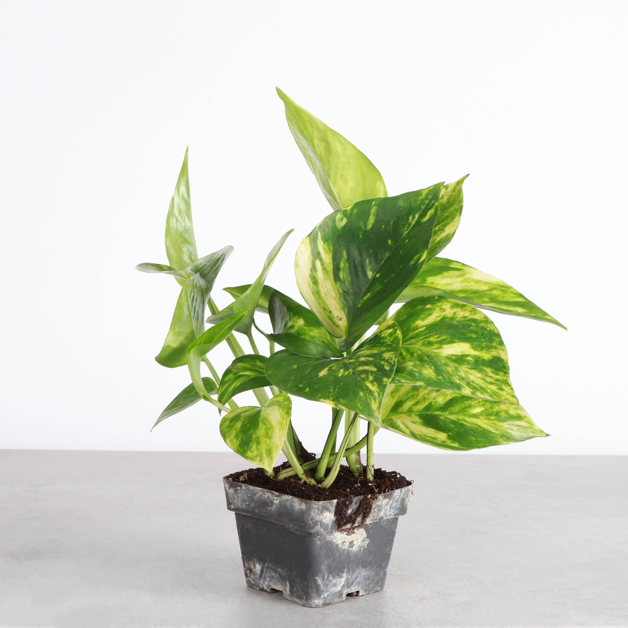 Golden Pothos Plant - Live Tropical Plant | PET-TOPIA