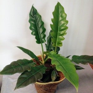 Jungle Boogie Philodendron Tropical Plant | PET-TOPIA