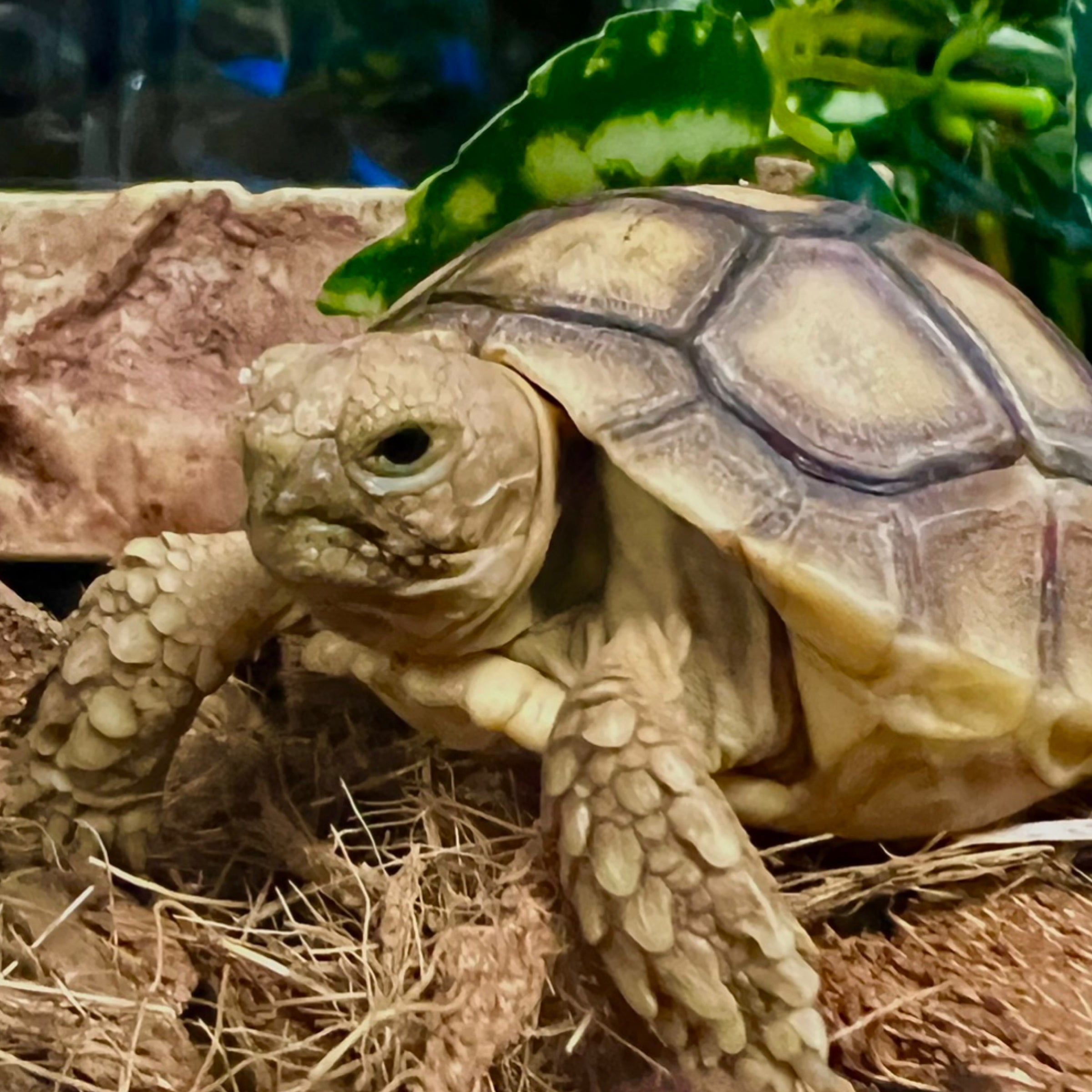 Sulcata Tortoise PET-TOPIA