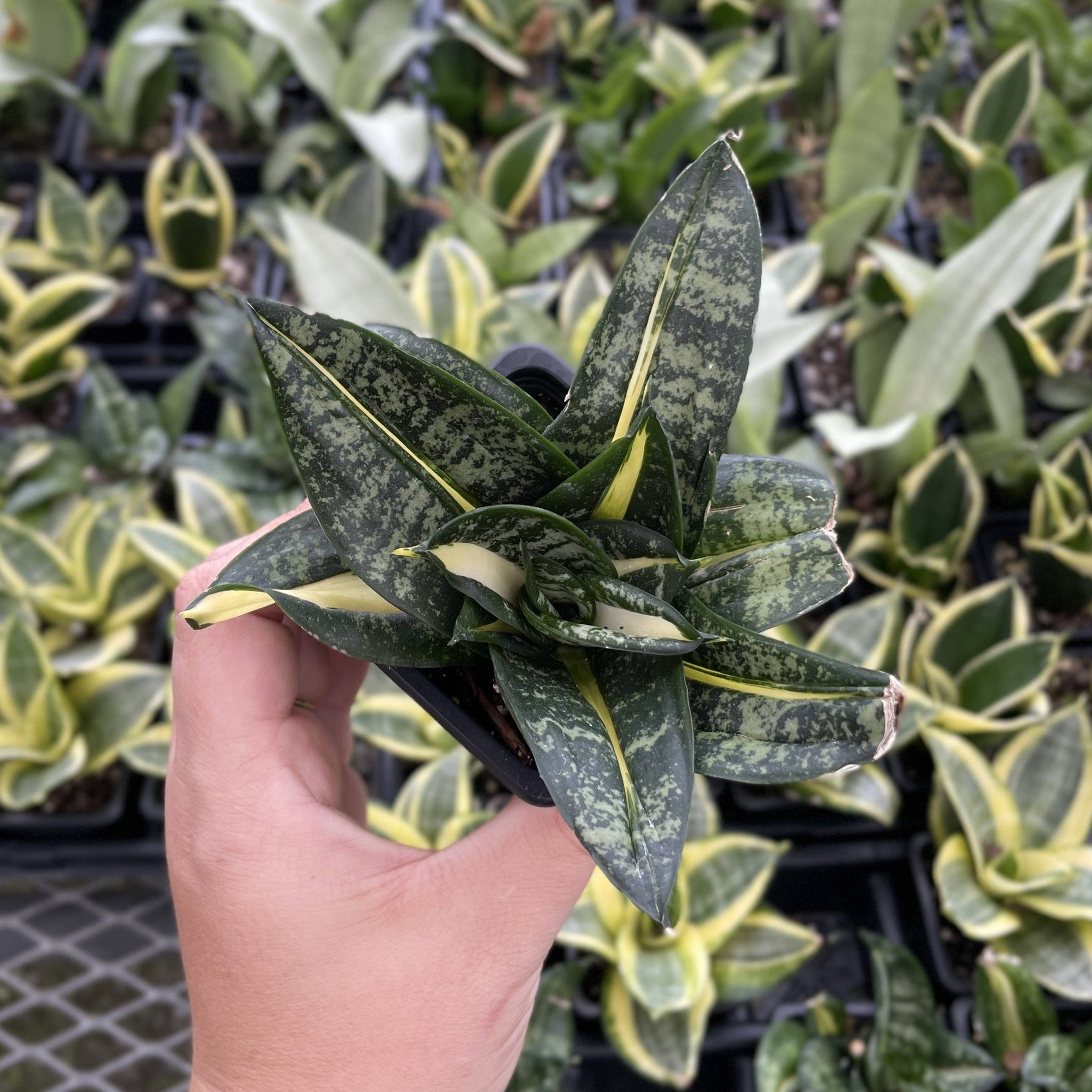Bird's Nest Snake Plant - Live Plant - Assorted Varieties | PET-TOPIA