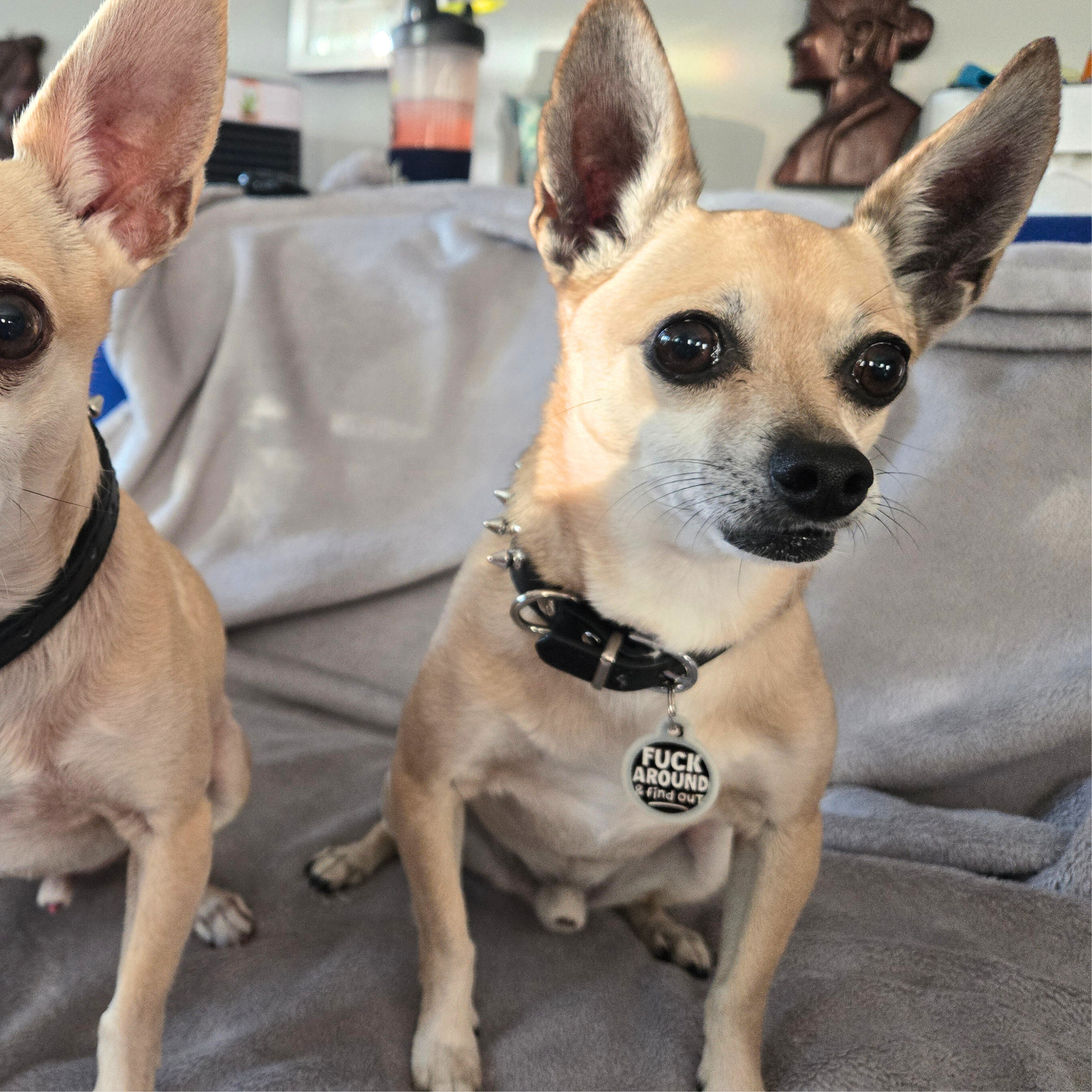 Funny Personalized Pet ID Tag with Scannable Code - FAFO | PET-TOPIA