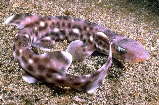 Sharks | PET-TOPIA