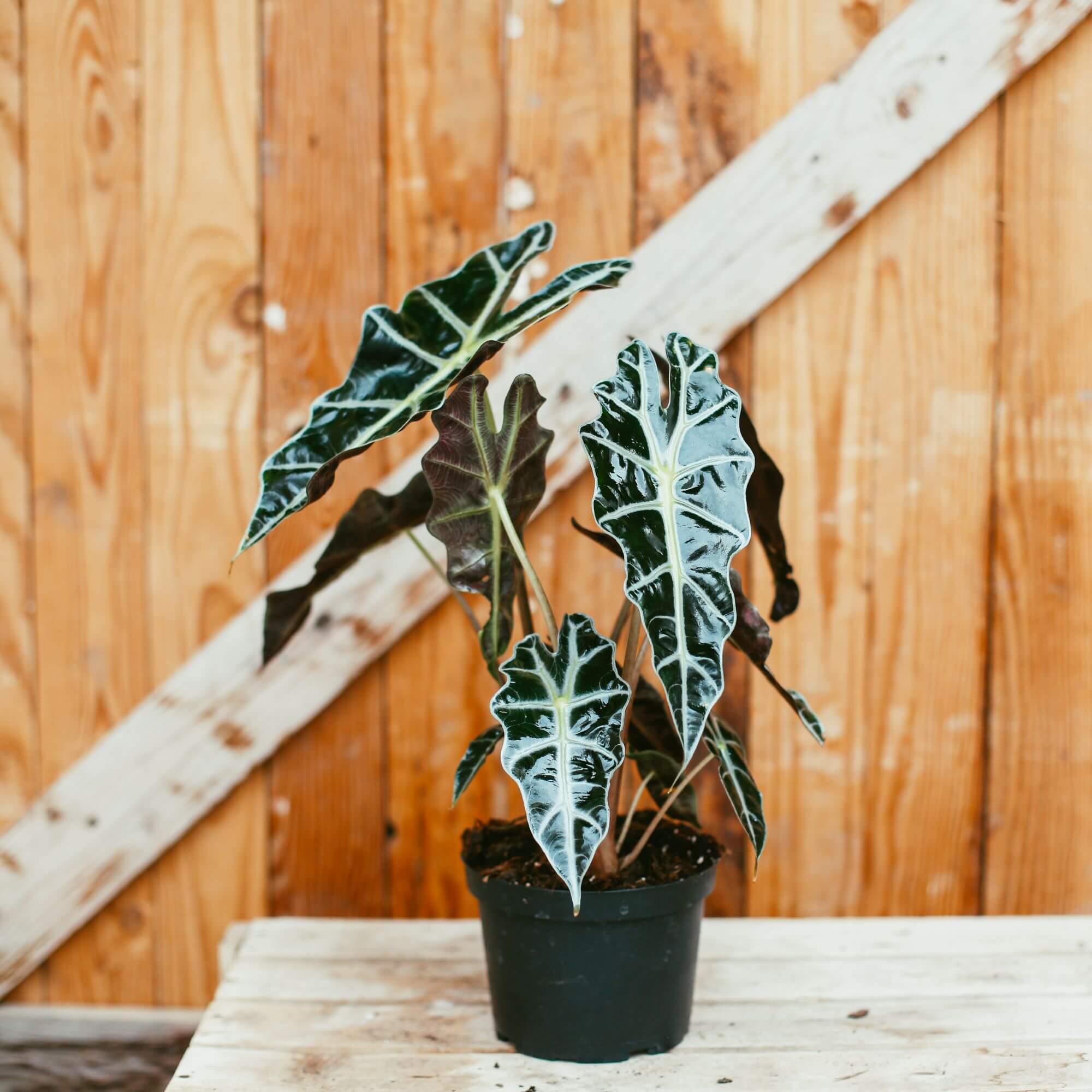 Alocasia Polly