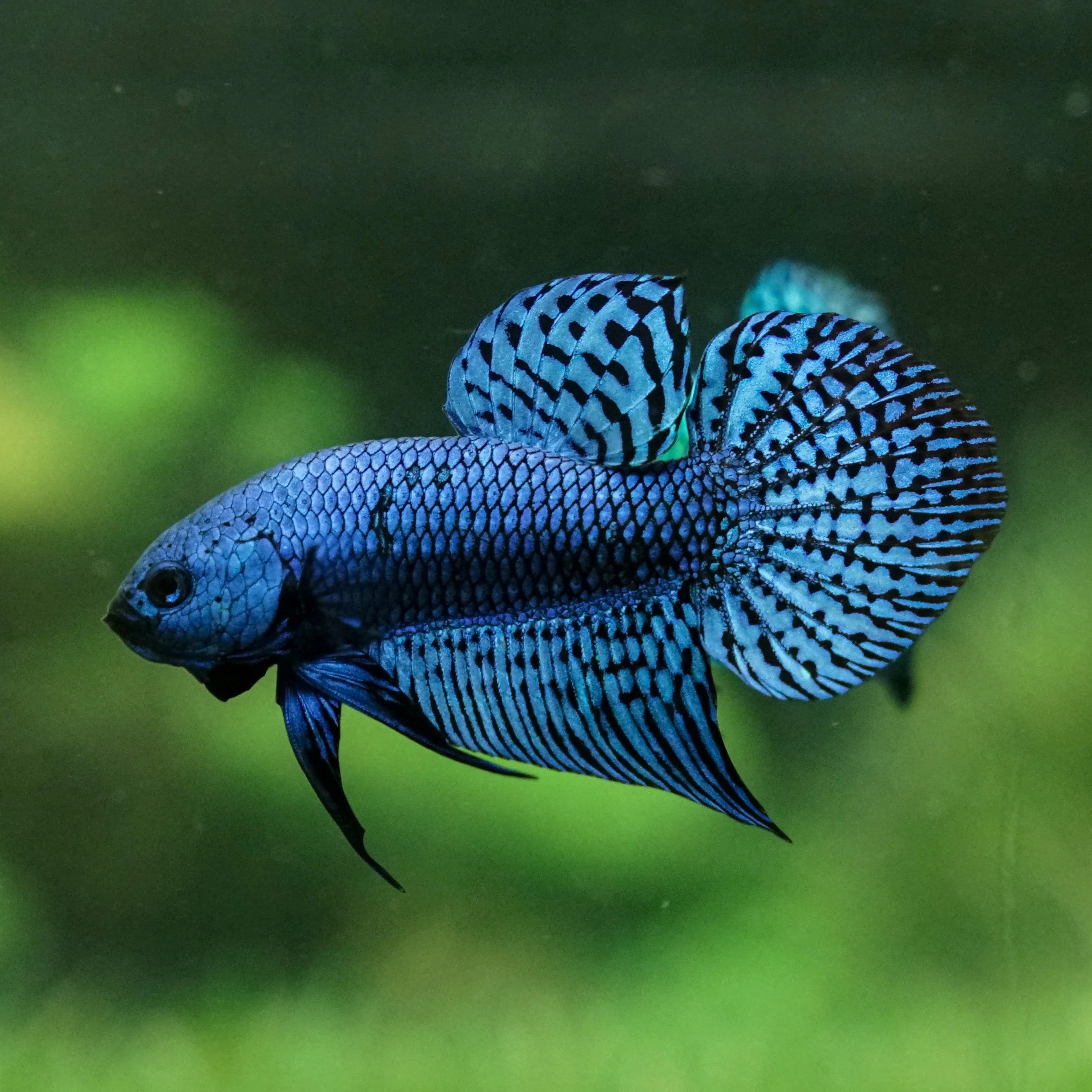 Alien Betta PET-TOPIA