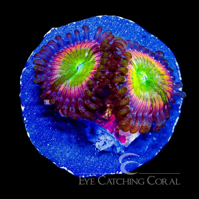 CAOHAGAN 海洋生物 ラグ CAOHAGAN 海洋生物 ラグ Tropical Fish