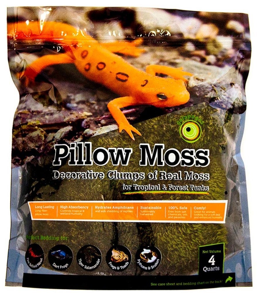 Cushion Moss – Geckopia