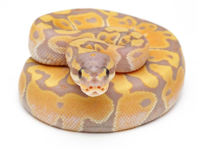 Banane python store