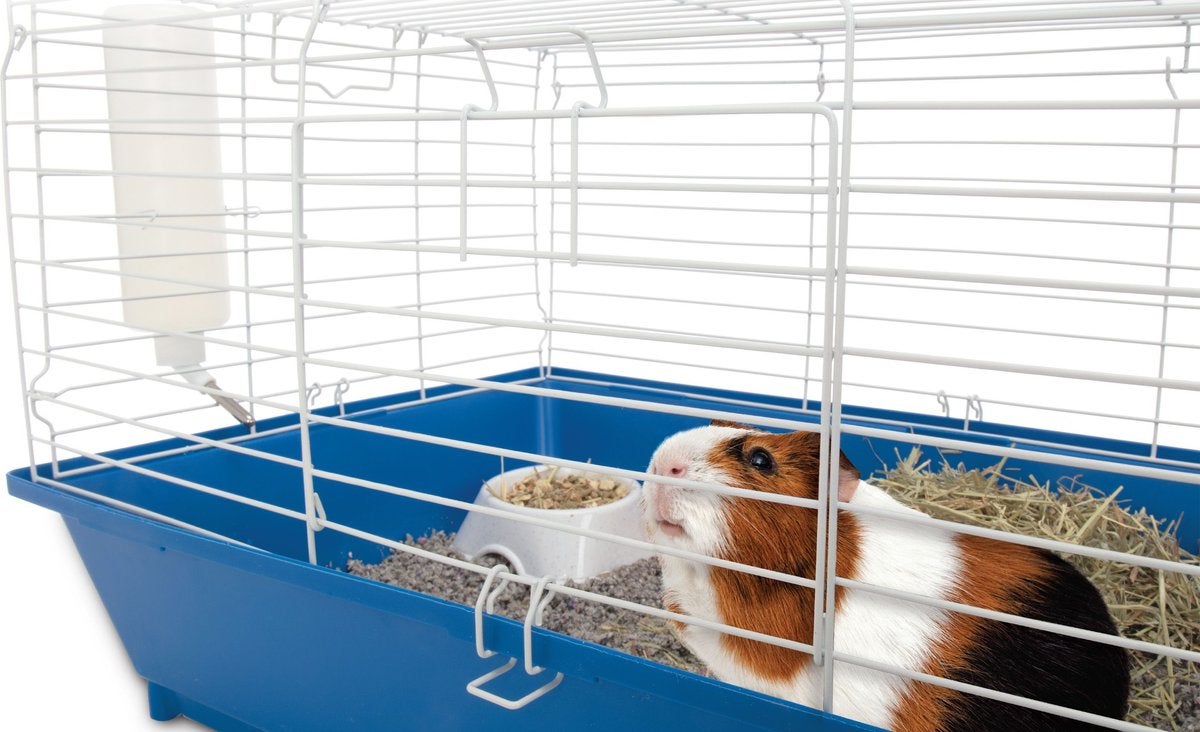 Guinea pig starter kit deals