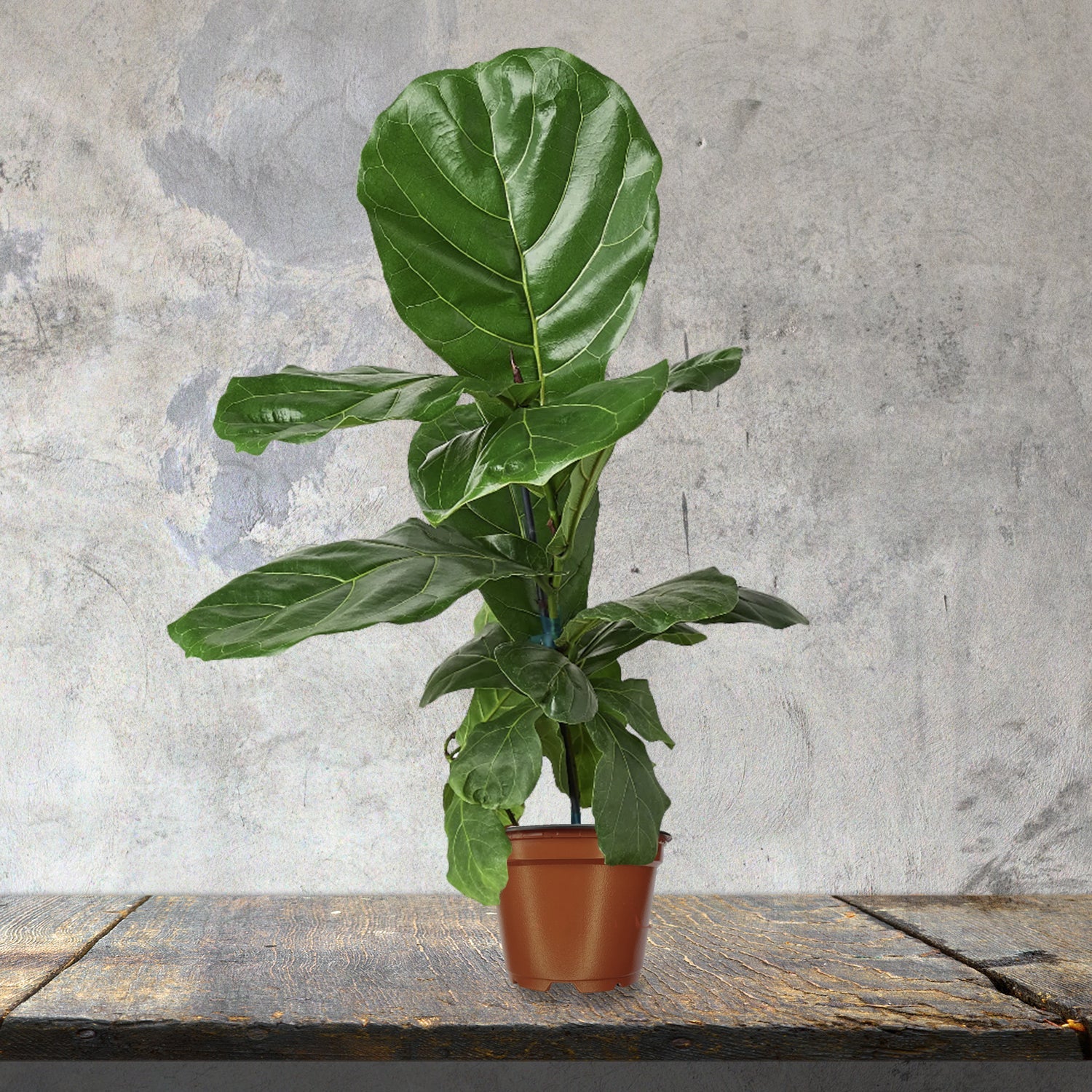 Fiddle leaf fig toxic cheap