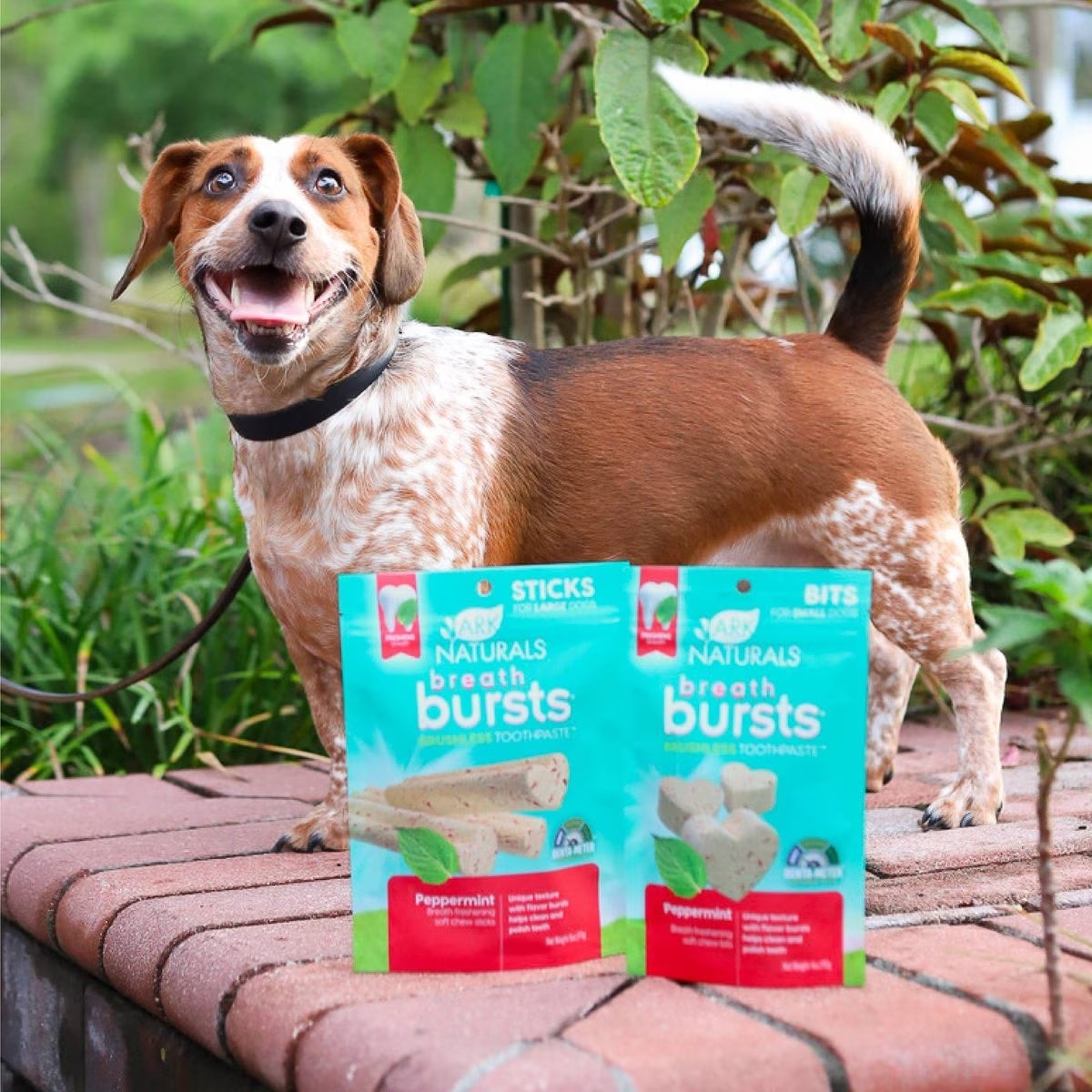Peppermint dog treats top