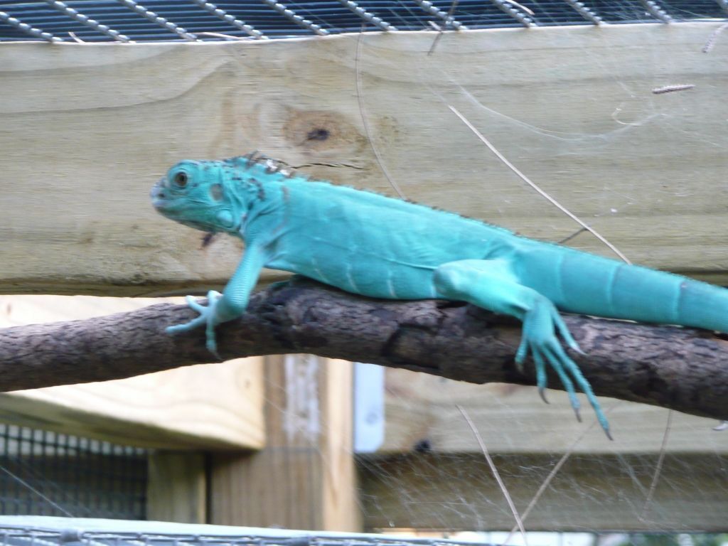 Blue iguana care