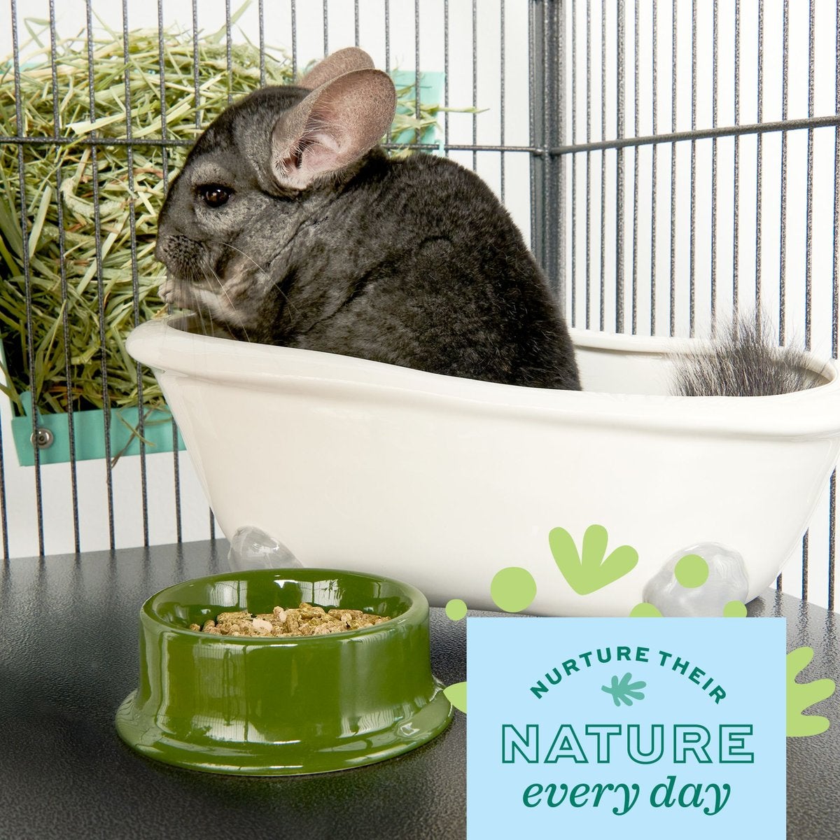 Pet chinchillas supplies for sale online